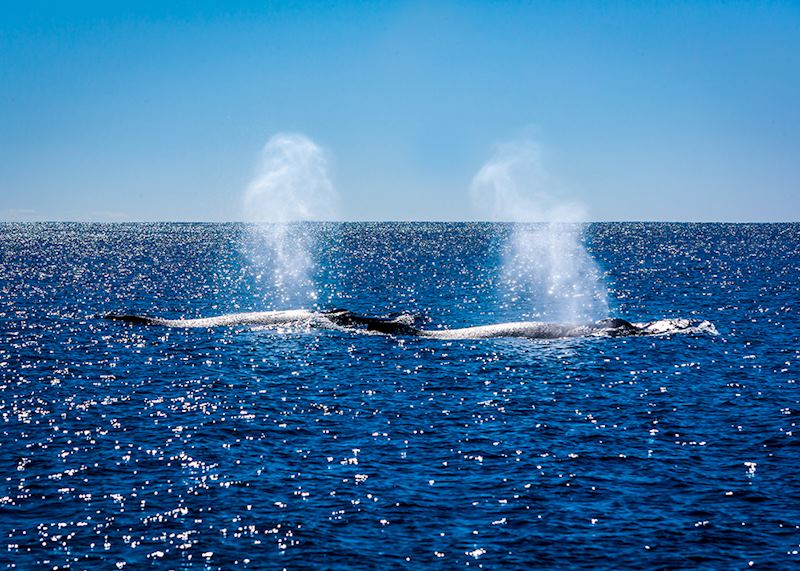 Marine life, Western Australia
