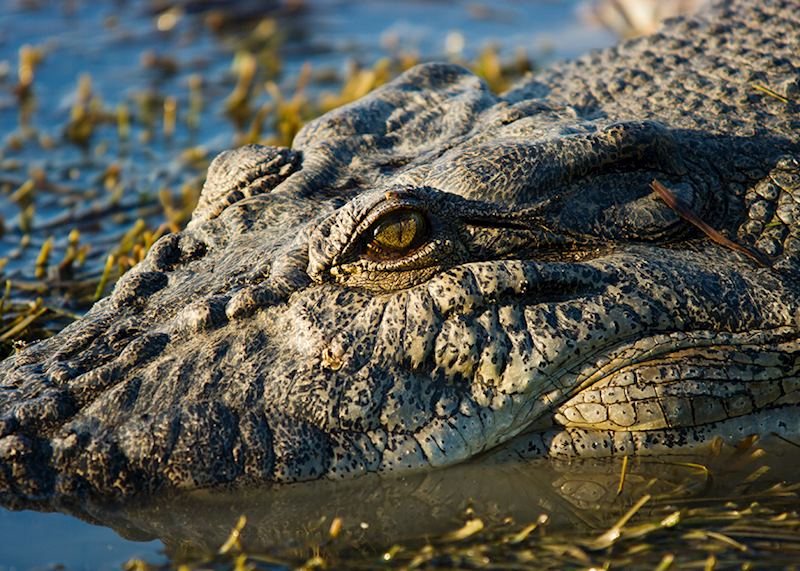 Crococdile, Kakadu