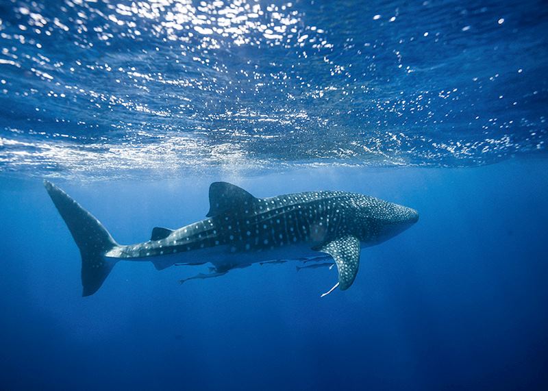 Whale Shark, Ningaloo Reef