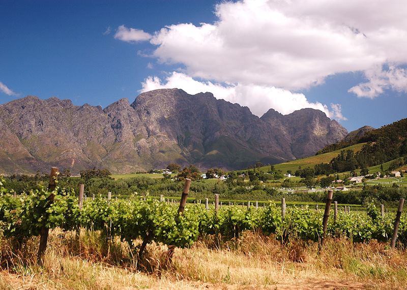 Vineyards, Franschhoek