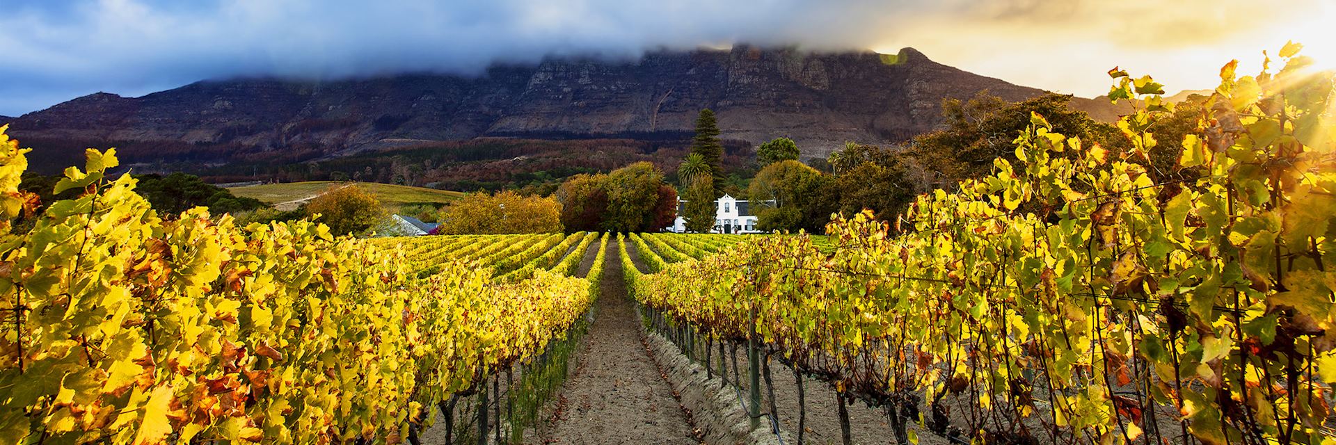 Autumn vineyards, Cape Town, South Africa