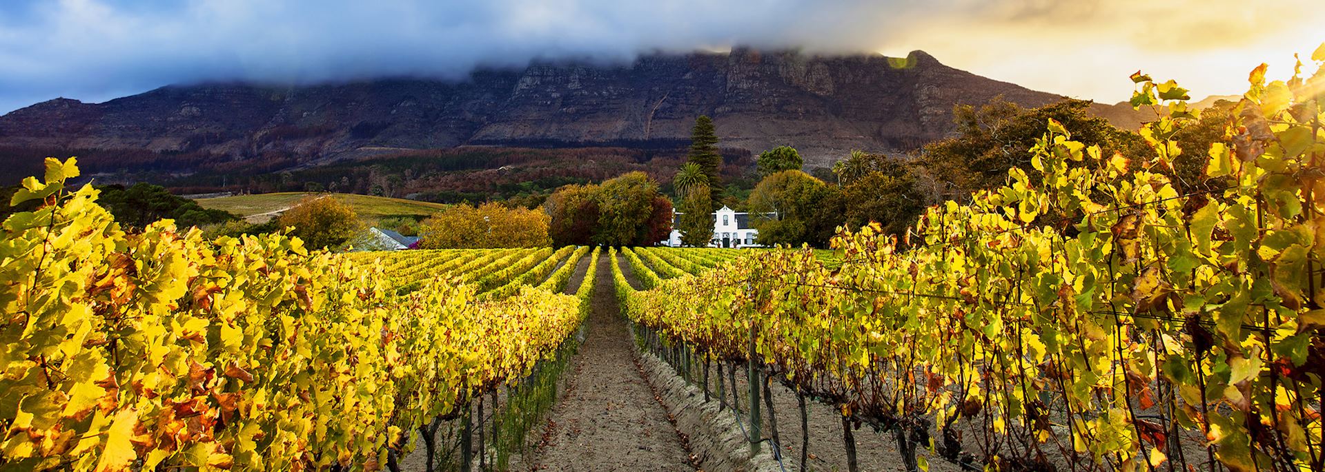 Autumn vineyards, Cape Town, South Africa