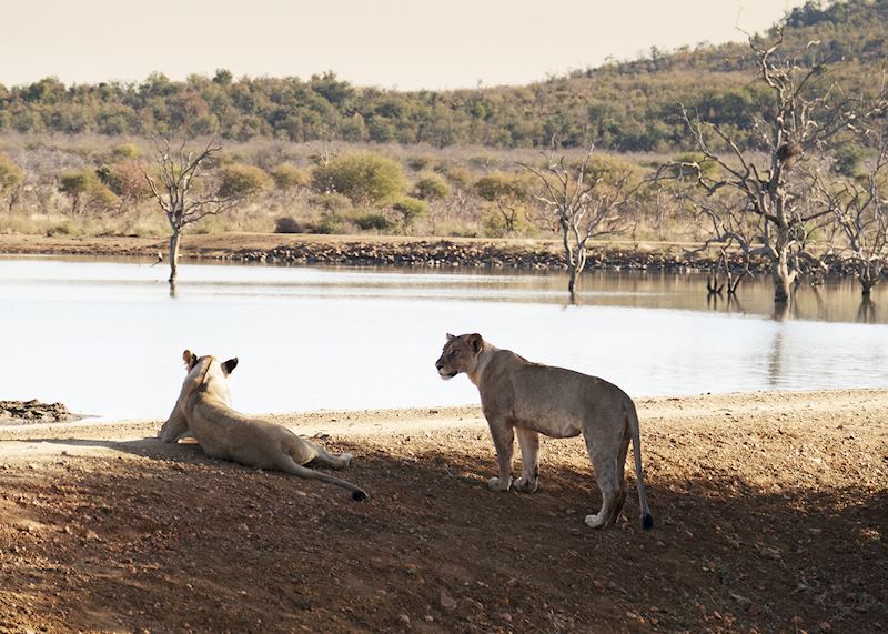 Lion, Madikwe Game Reserve