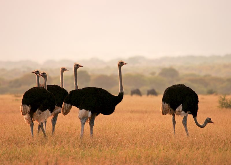 Ostrich, Marakele National Park