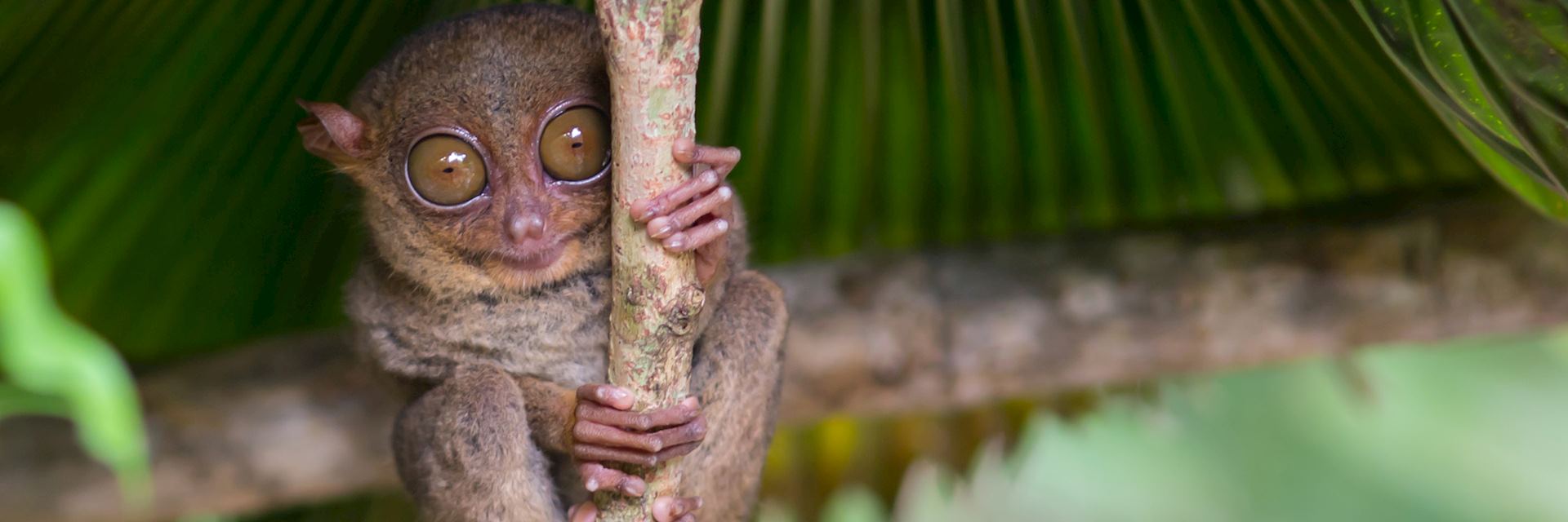 Tarsier, Philippines