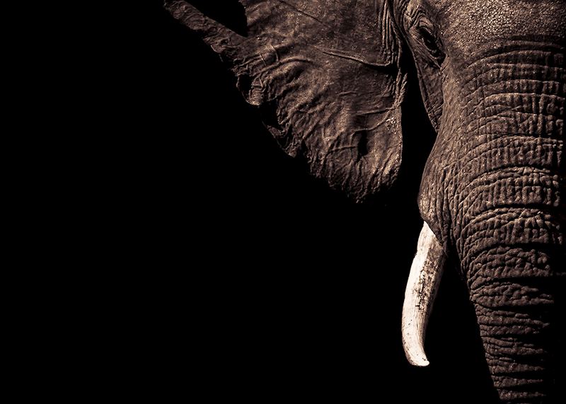 Front shot on an elephant in Zambia