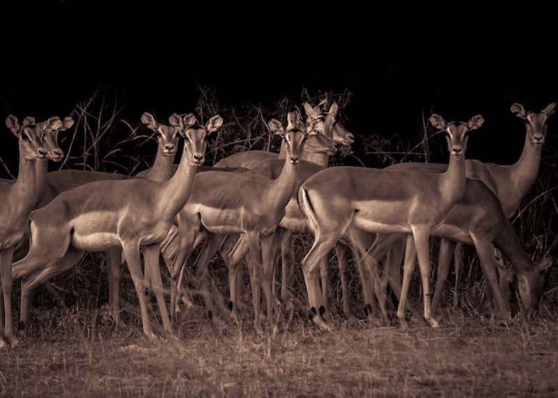 Impalas