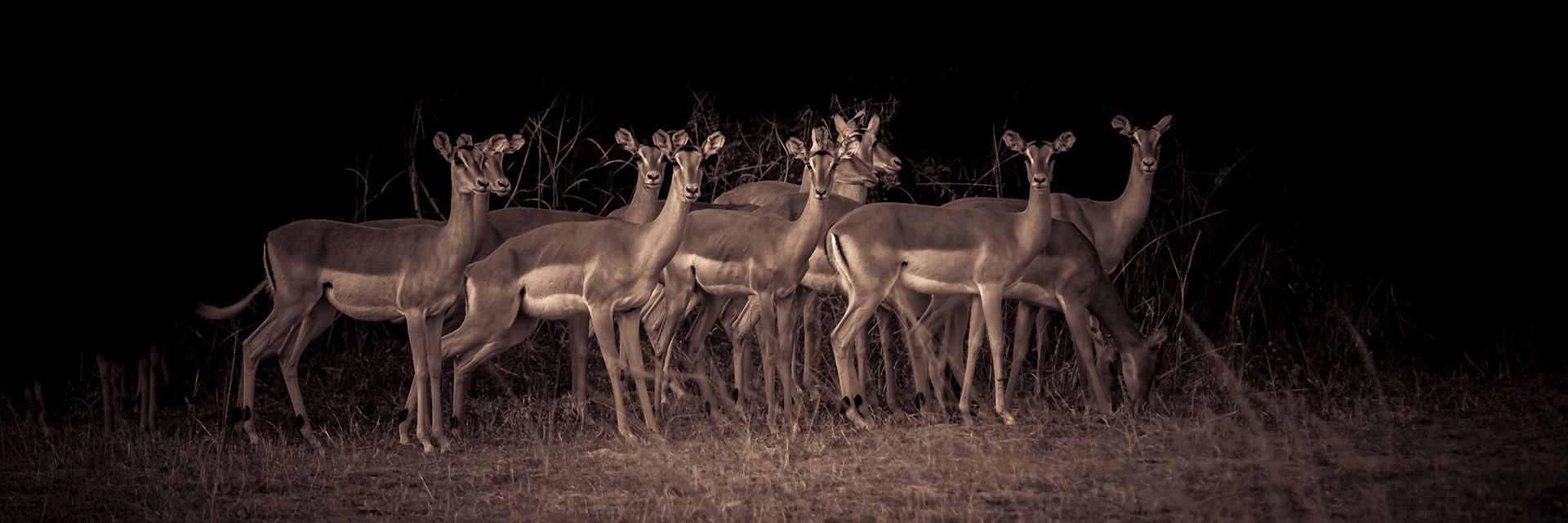 Impala, Zambia