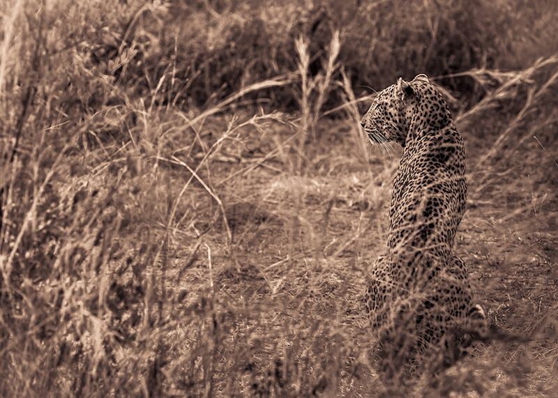 Leopard