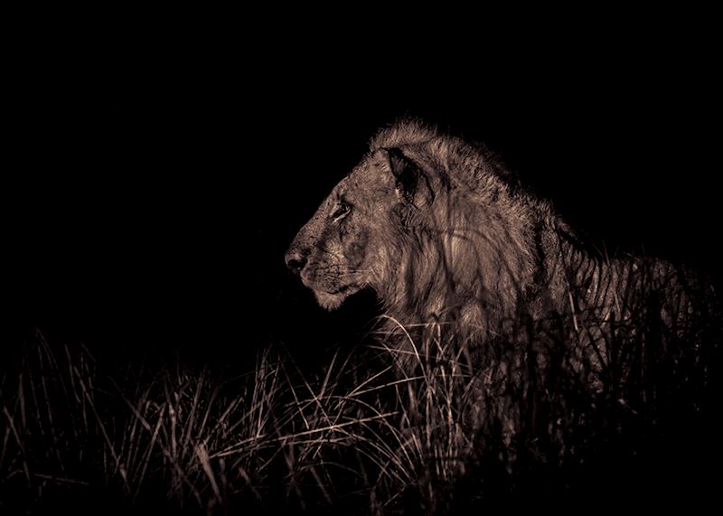 Male lion