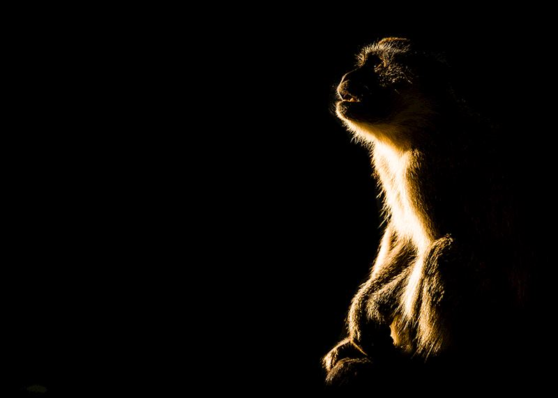 Monkey