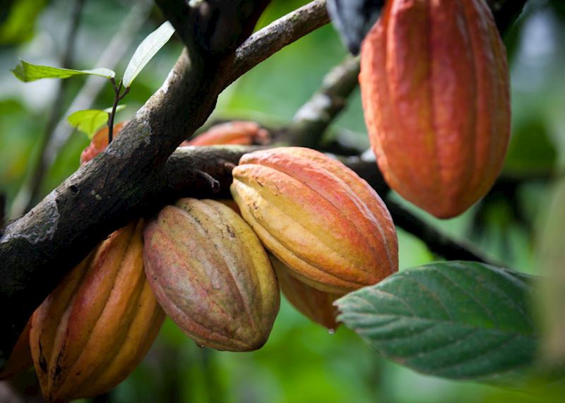 Pods on a cacao tree