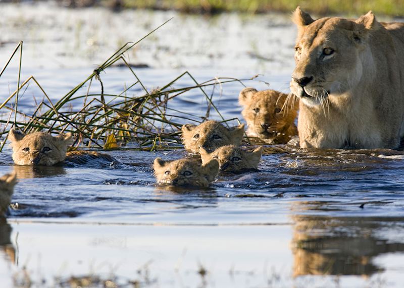 Litter of lion cubs with their mother, Okavango Delta, Botswana