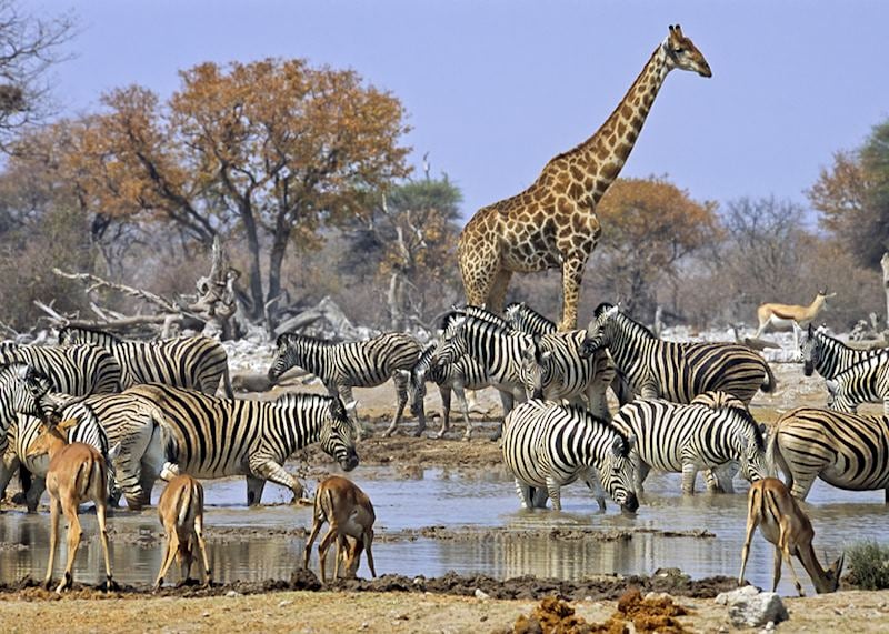 Animals bathing at a watering hole