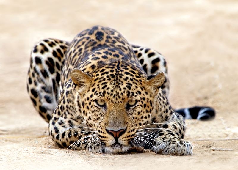 Leopard, South Luangwa National Park, Zambia
