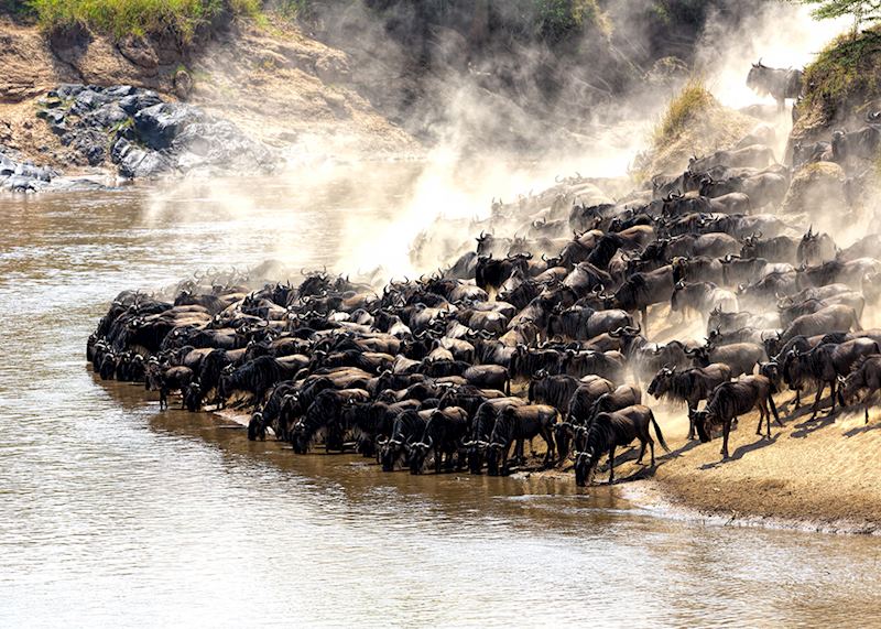 Great wildebeest migration in Kenya