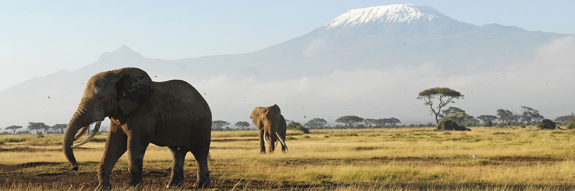 African elephants