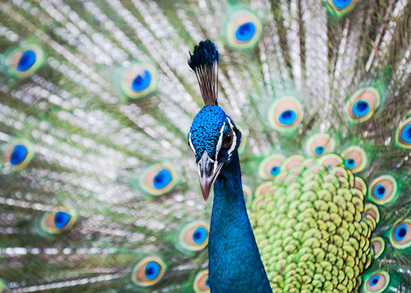 Peacock, Kuala Lumpur Bird Park