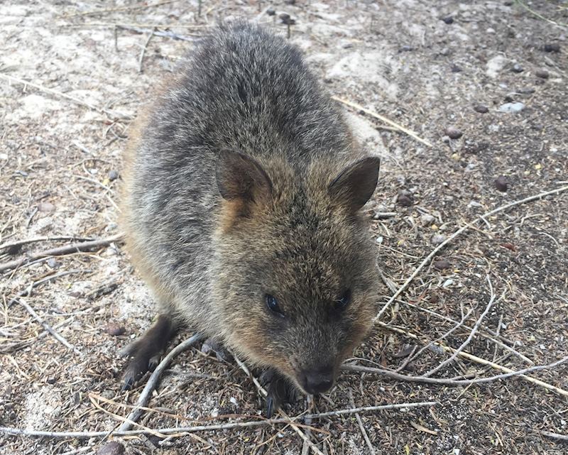 Quokka, Rottnest Island