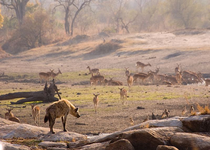 Hyena overlooking a herd of impala