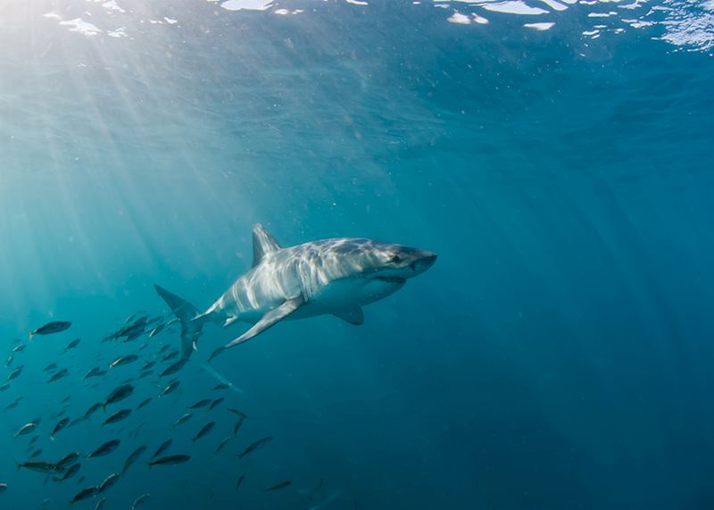 Great white
