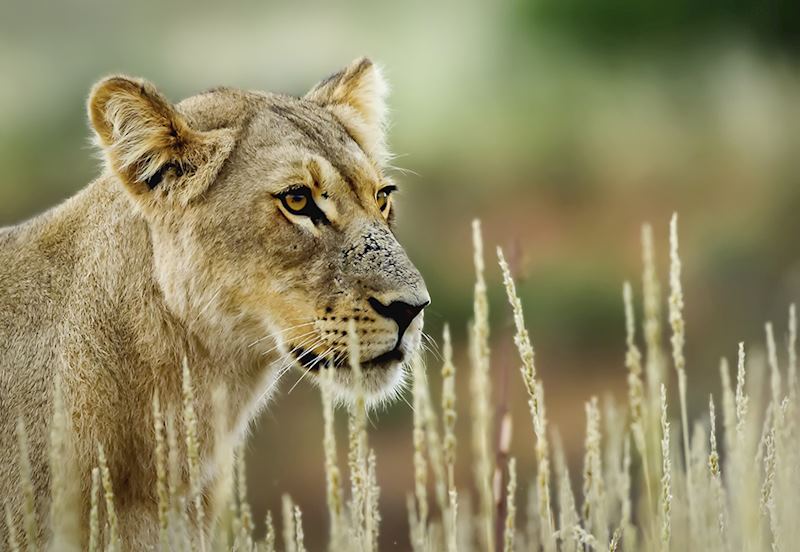 lioness