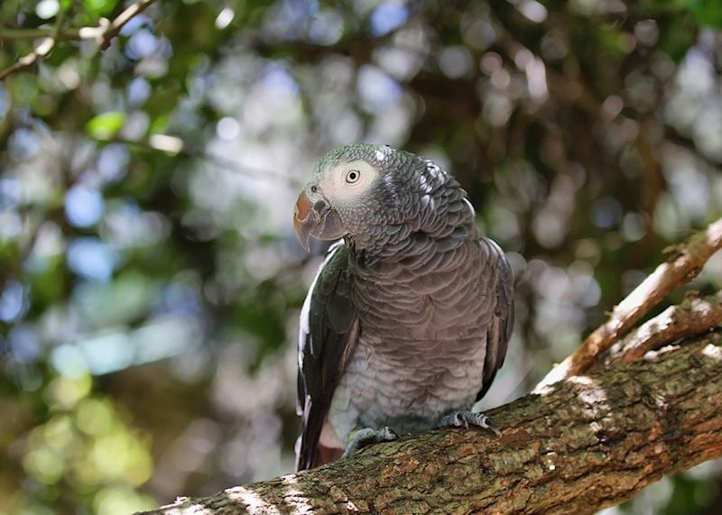 Timneh Grey Parrot, Tsitsikamma National Park