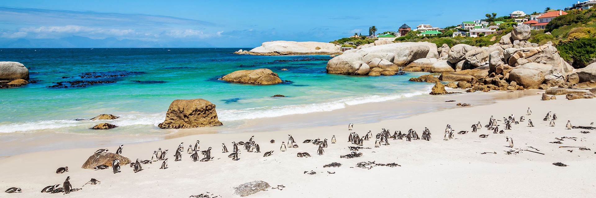 Penguins at Boulders Beach, Cape Town, South Africa