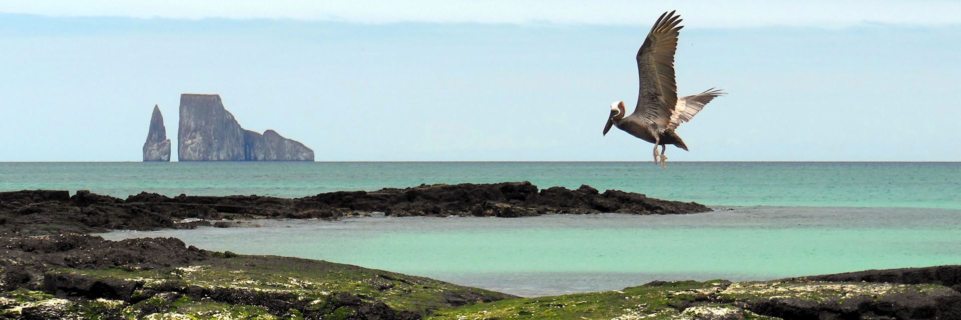 Galapagos Pelican