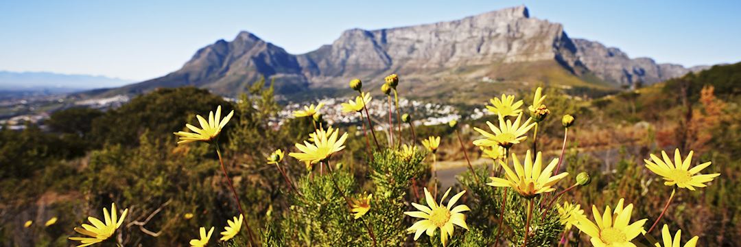 Vegetation, Cape Region, South Africa