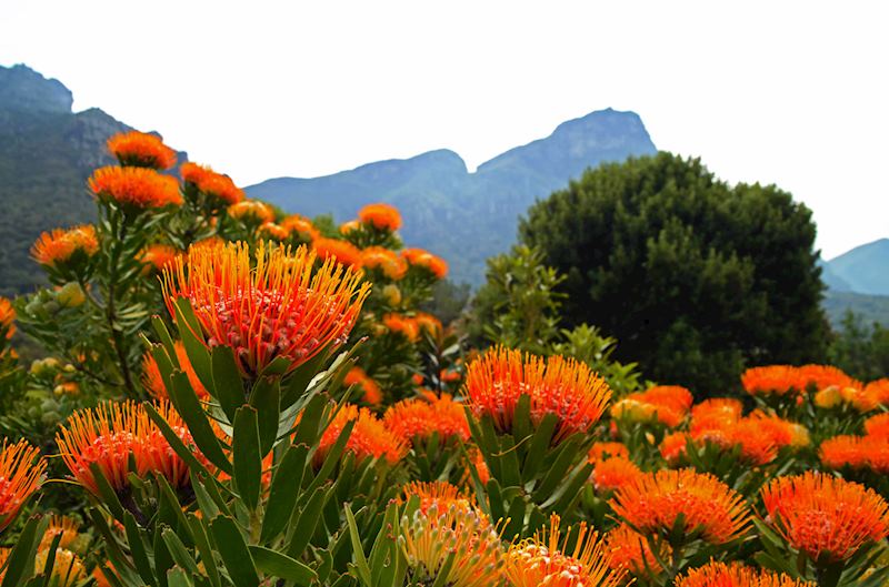 Fynbos plants, Cape Region, South Africa