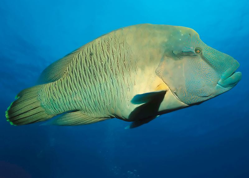 Napoleon Wrasse