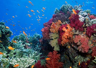 Top 7 Best Coral Reefs in the World | Audley Travel UK