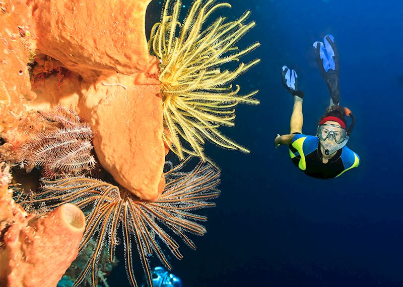 Diver, Bunaken National Marine Park