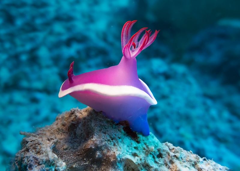 Purple nudibranch