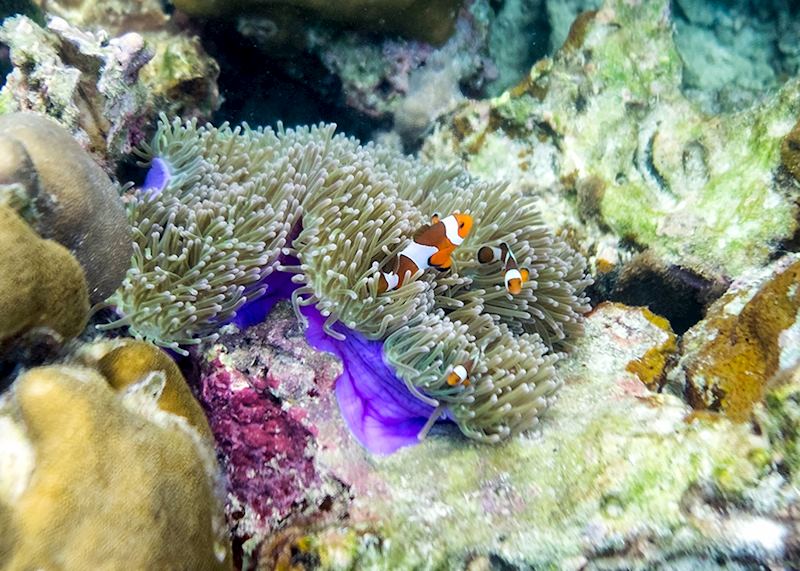 Clownfish hiding in a sea anemone