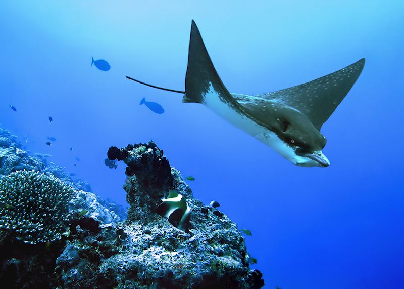 Spotted eagle ray