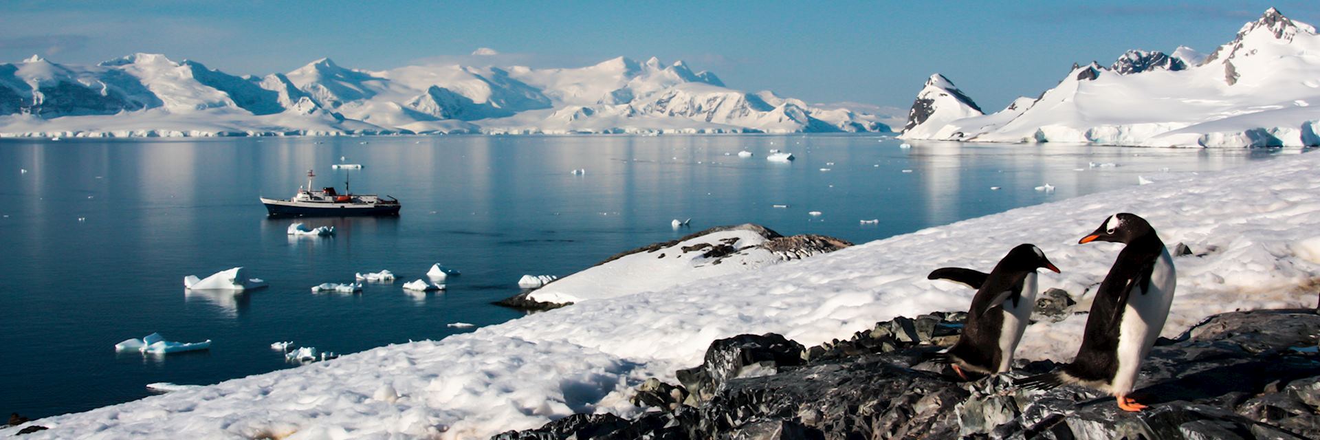 Penguins in Antarctica