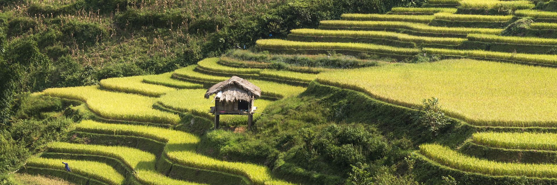 Terraced rice fields