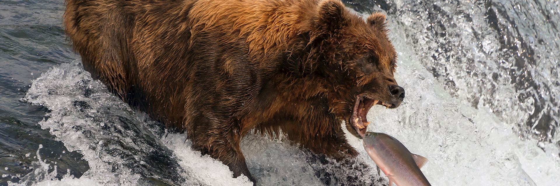 Grizzly bear, Brooks Falls, Alaska