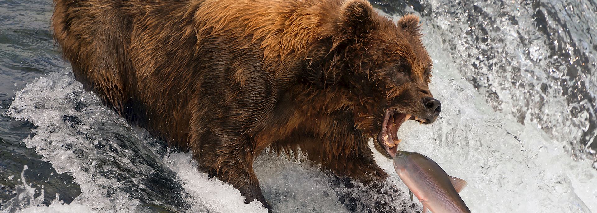 Grizzly bear, Brooks Falls, Alaska