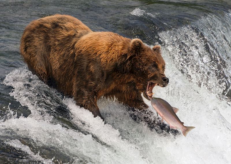 Grizzly bears hunting salmon, Brooks Falls, Alaska – Nick Dale