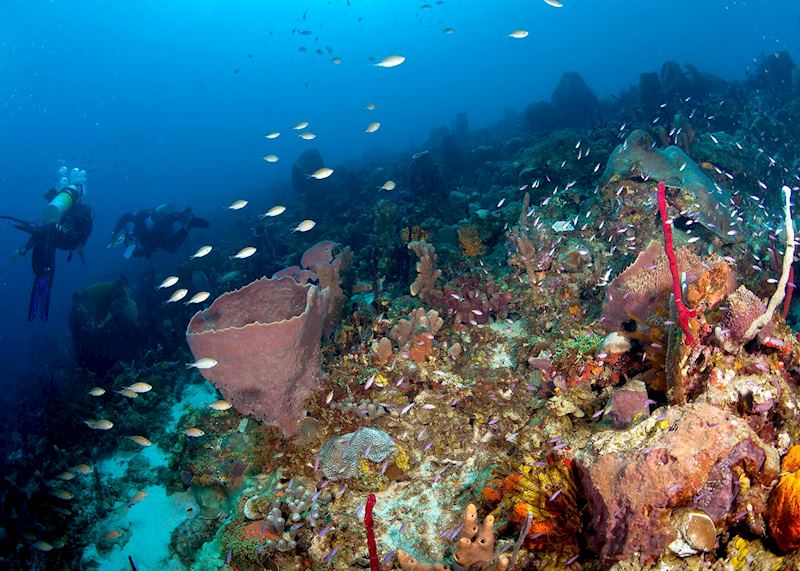 Enjoy diving in Saint Lucia and Grenada