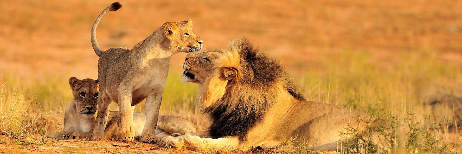 Lion in Kruger National Park, South Africa