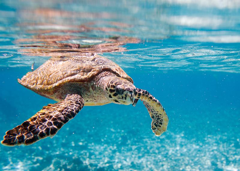 Hawksbill turtle