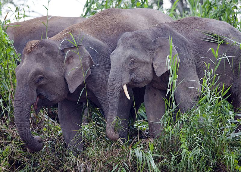 Pygmy elephants, Borneo