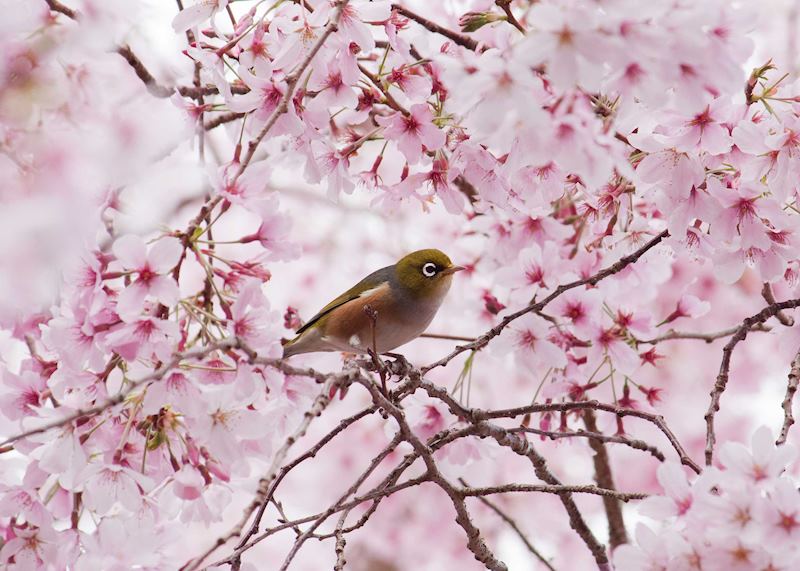 Wax eye bird