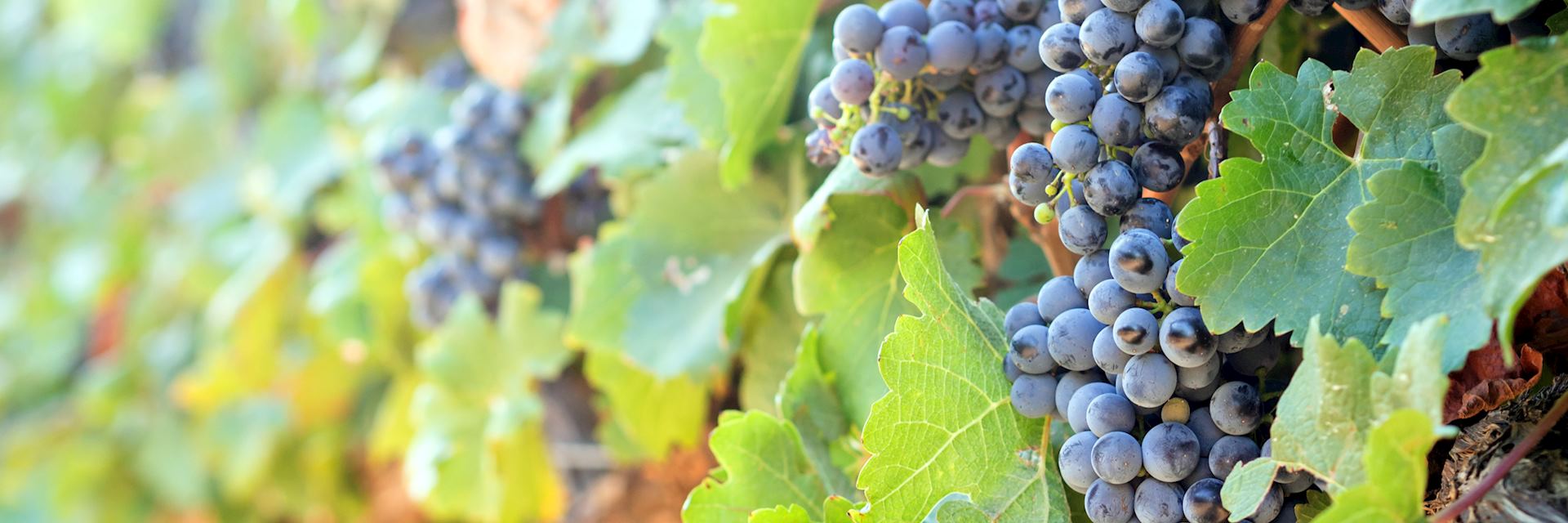 Vineyard in Stellenbosch