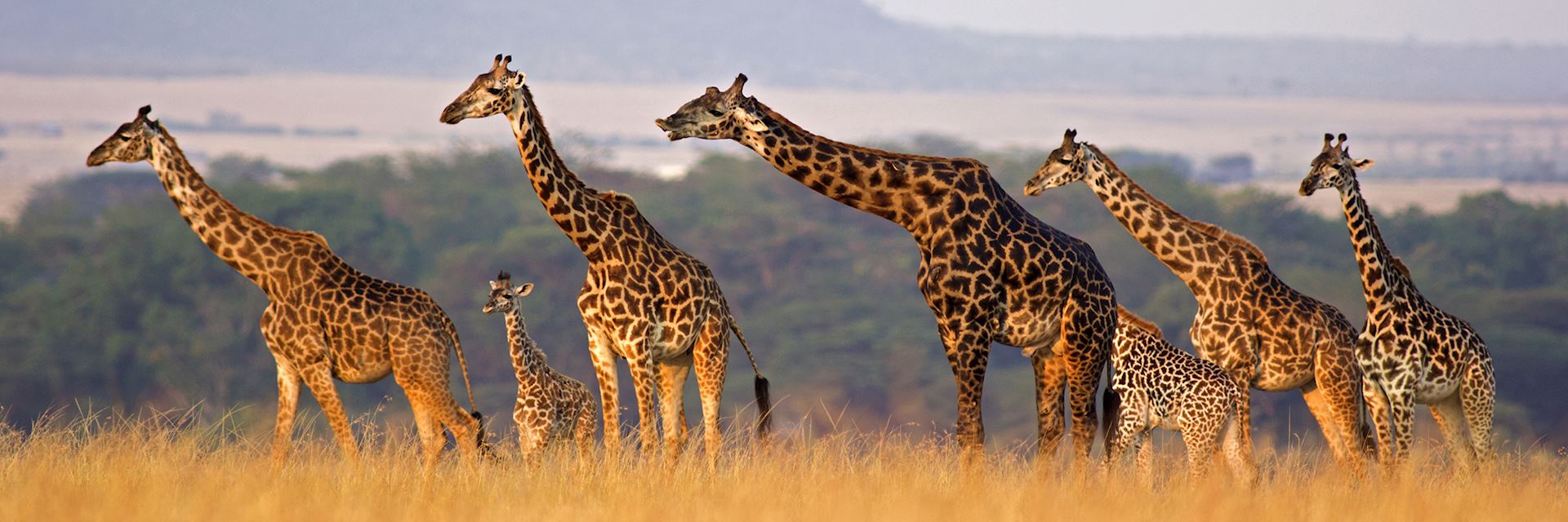 Giraffe family, Africa