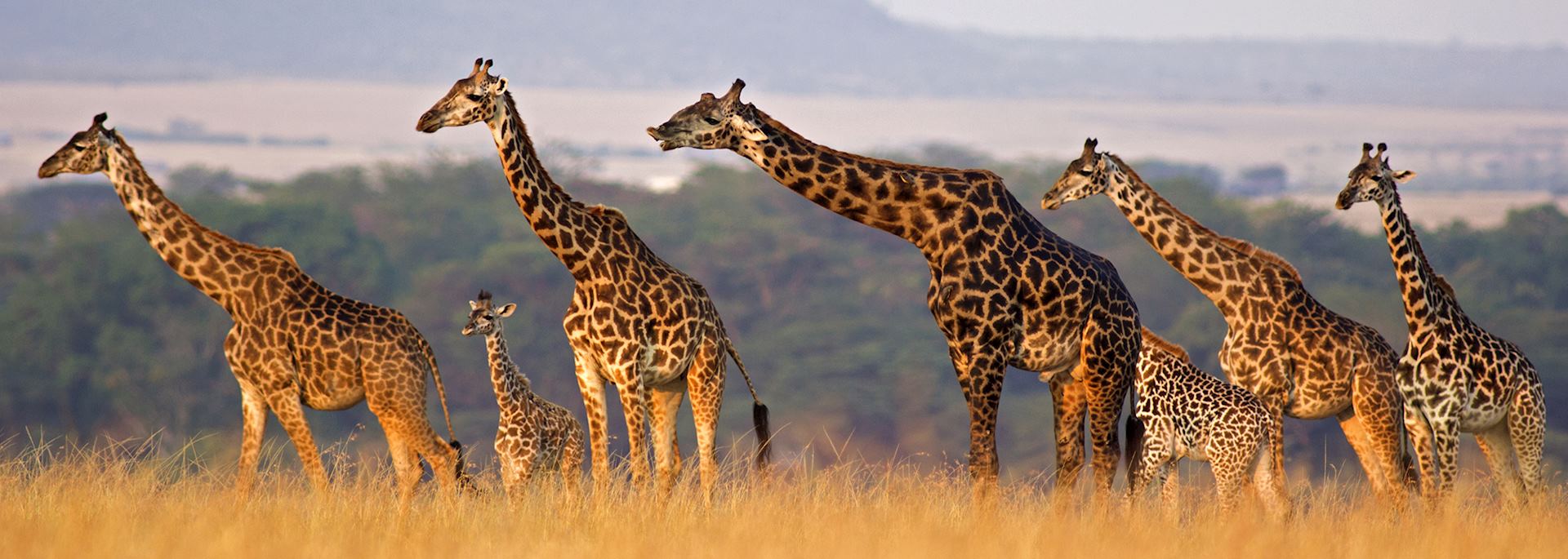 Giraffe family, Africa